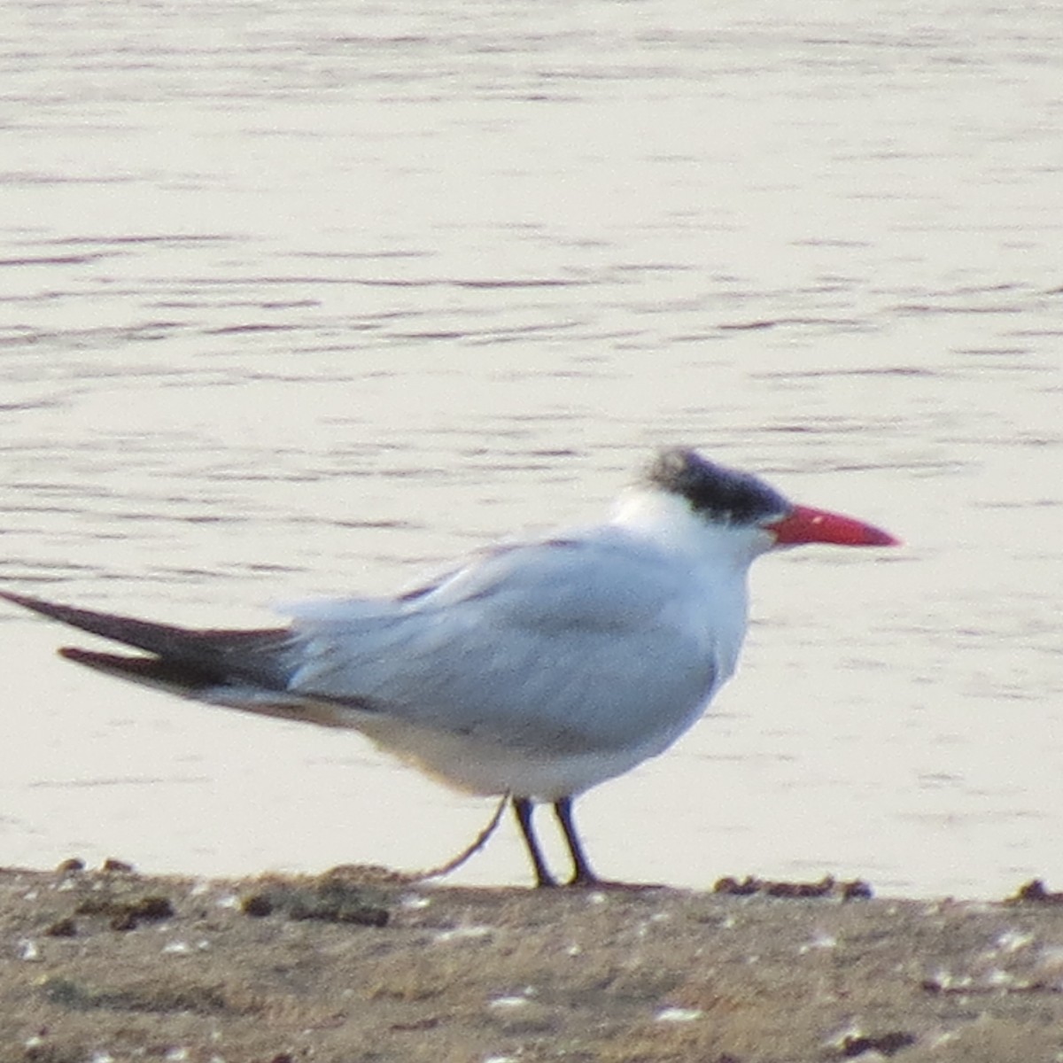 Caspian Tern - ML363396861