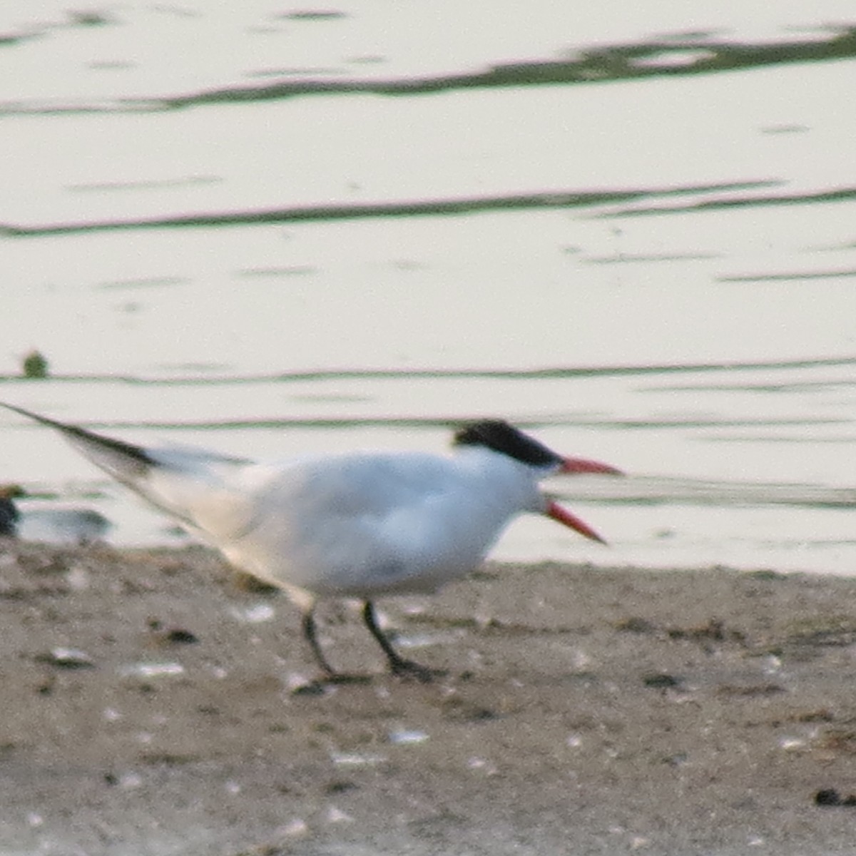 Caspian Tern - ML363396871