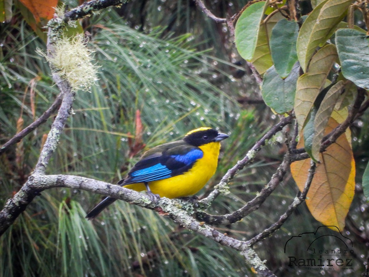 Blue-winged Mountain Tanager - ML363397171