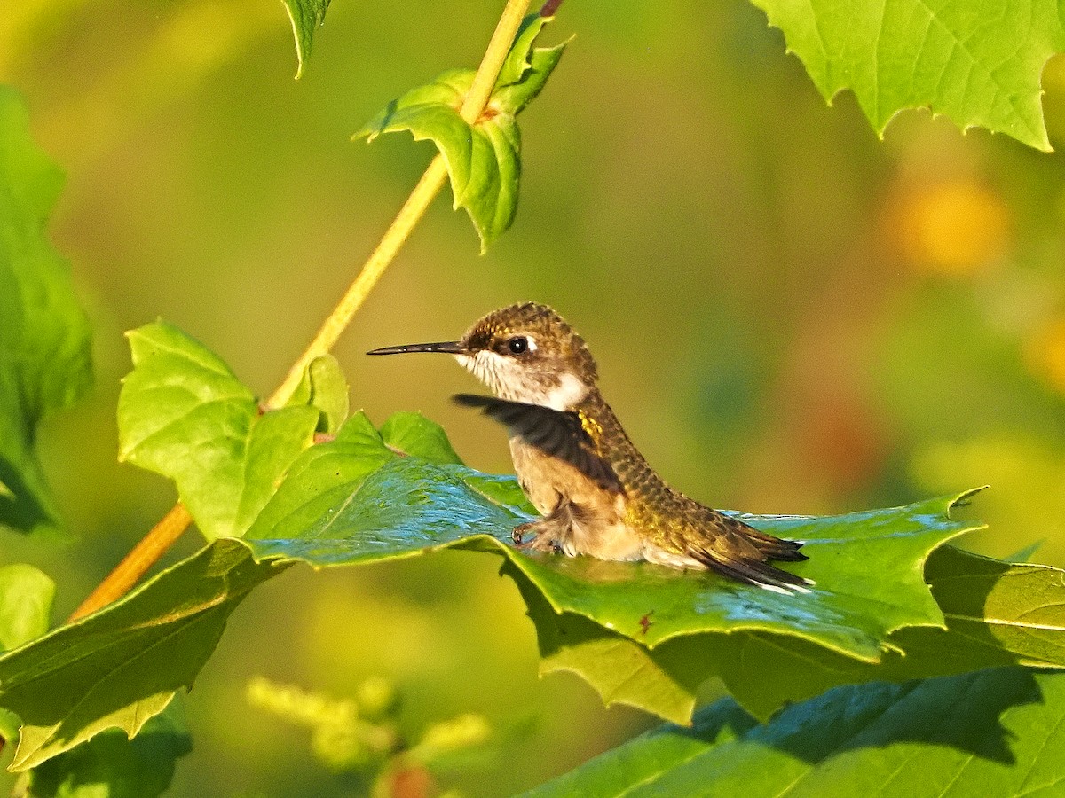 kalypta rubínohrdlá - ML363397991