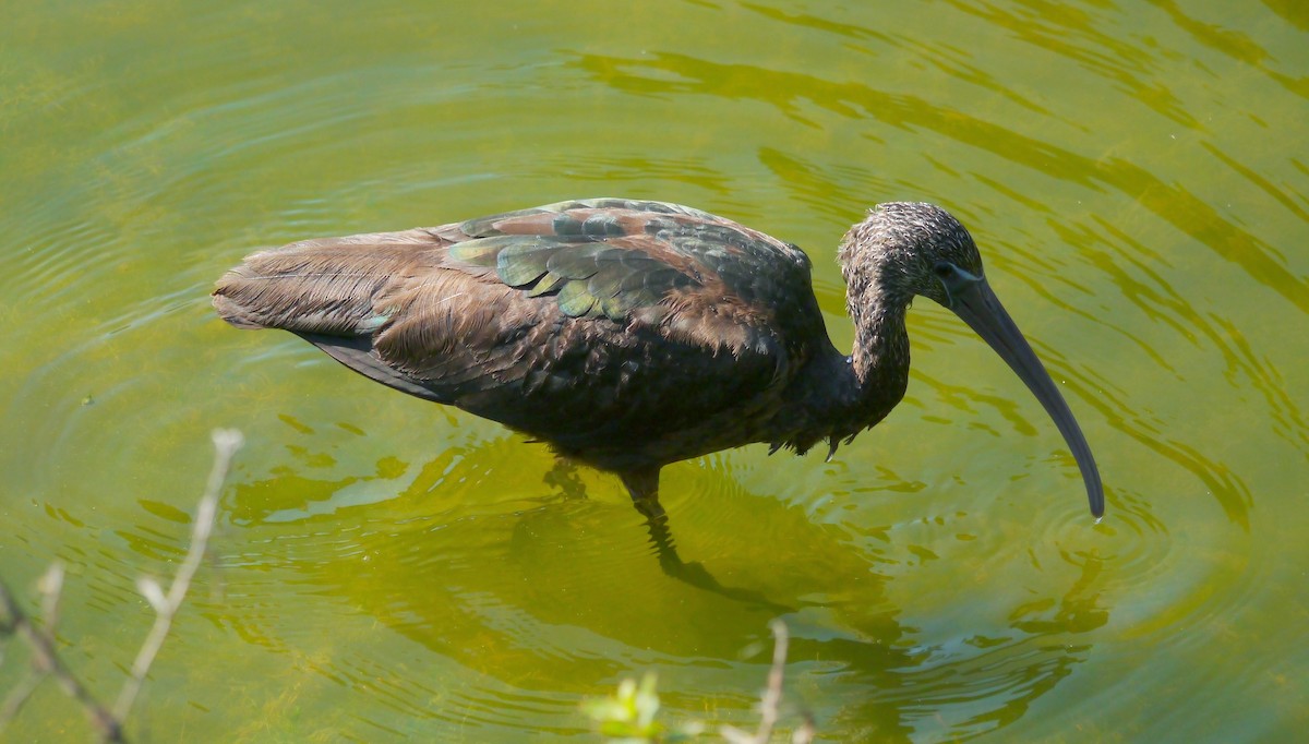 Glossy Ibis - ML363400091