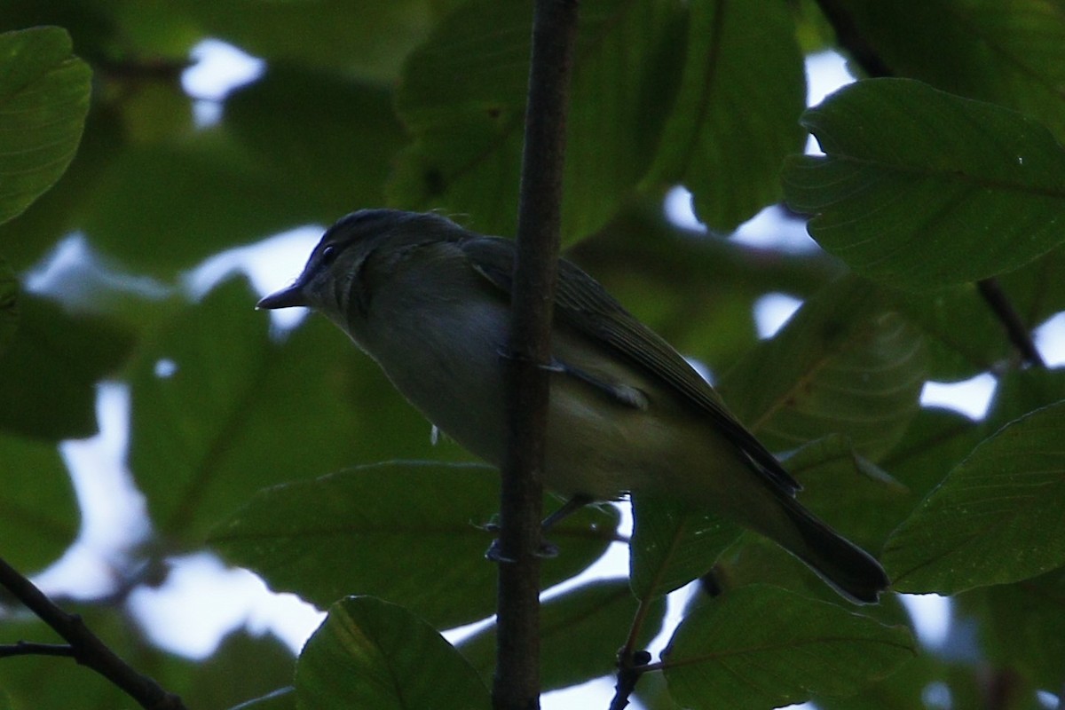 Red-eyed Vireo - ML36340071