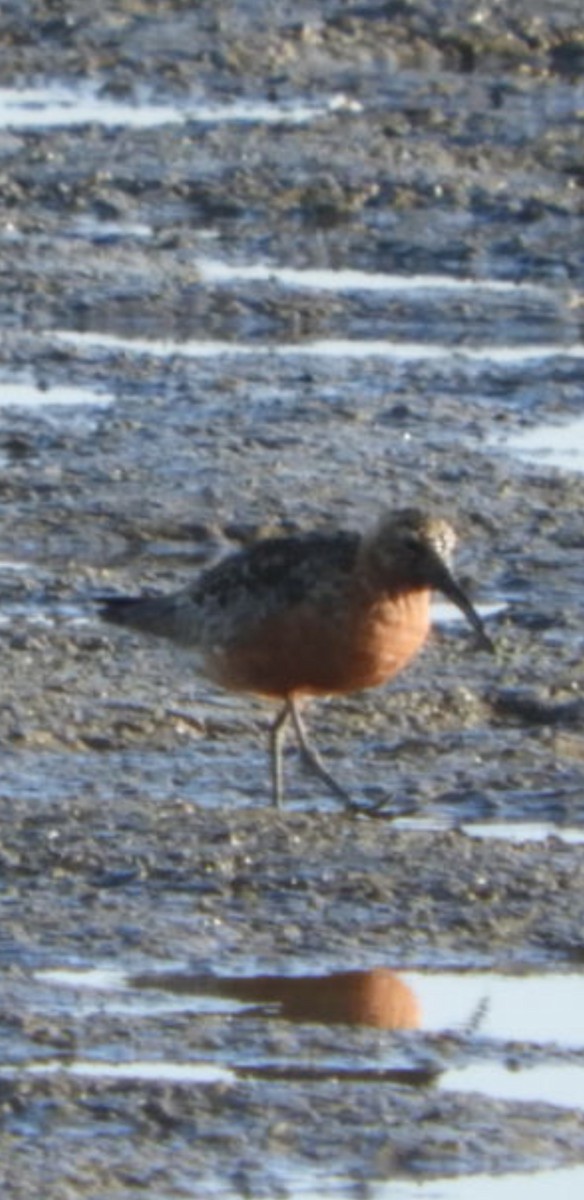 Curlew Sandpiper - ML363402931