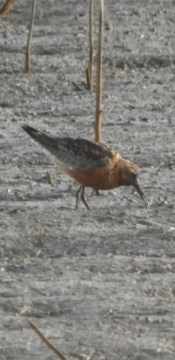Curlew Sandpiper - ML363402991