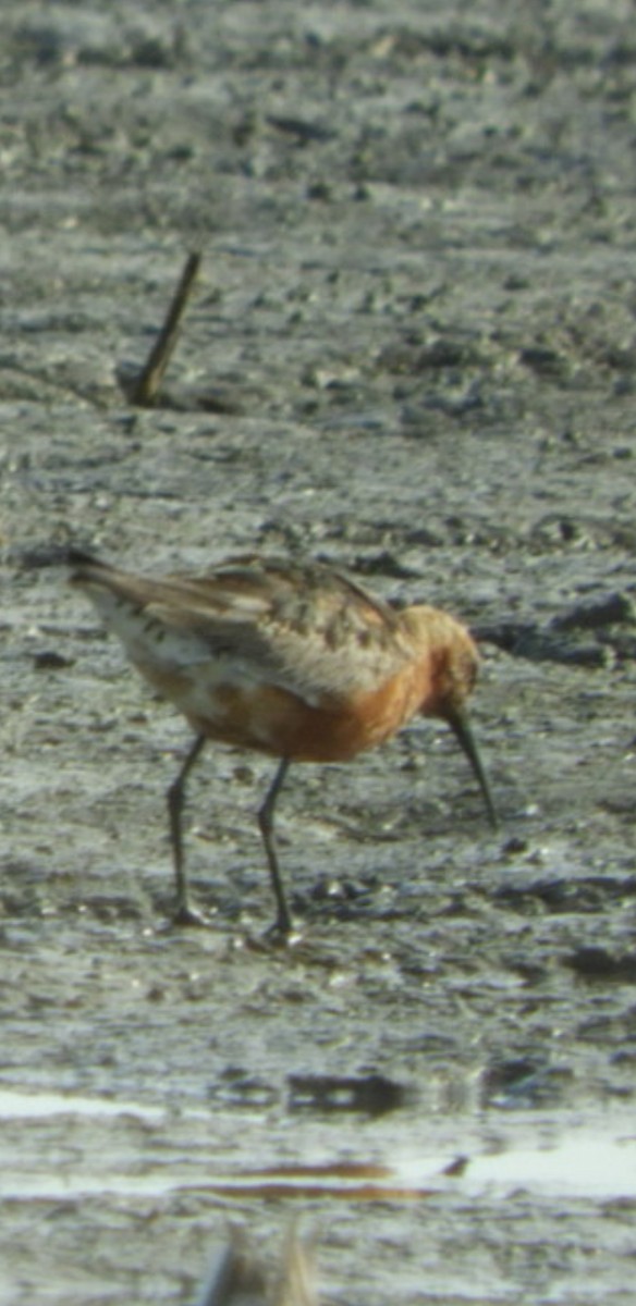 Curlew Sandpiper - ML363403051