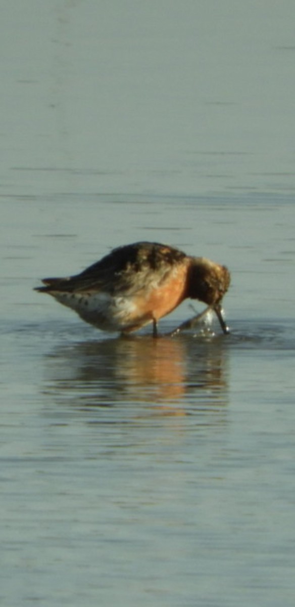Curlew Sandpiper - ML363403101