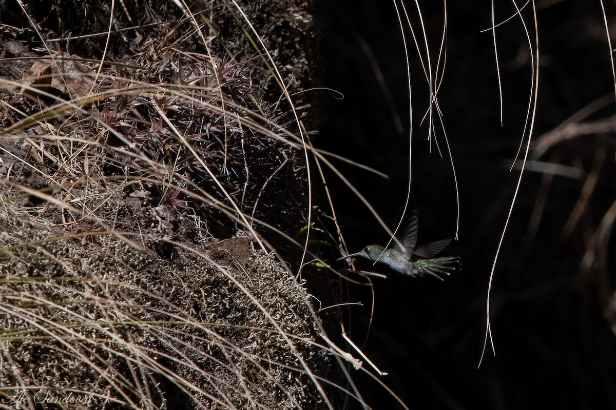 White-bellied Hummingbird - ML363403391