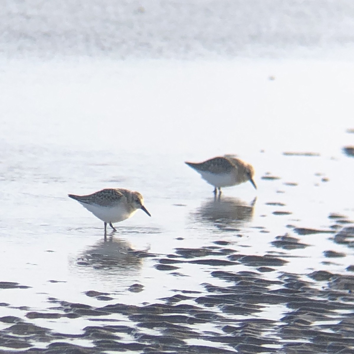 Bécasseau sanderling - ML363404211