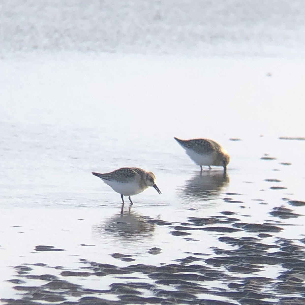 Sanderling - Thierry Grandmont