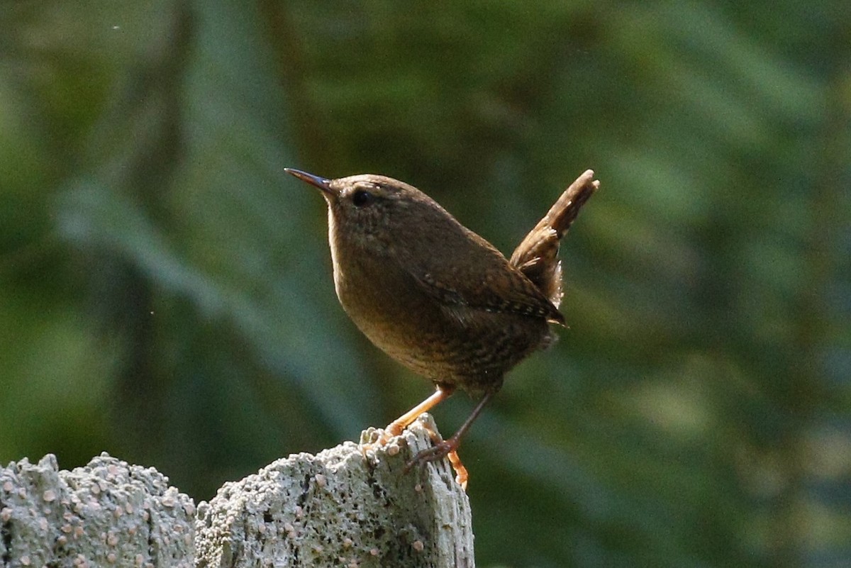 Pacific Wren - ML36340541