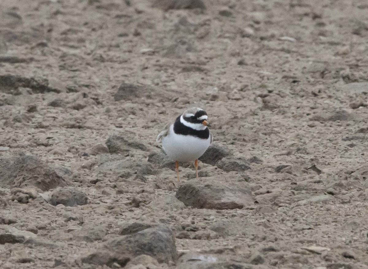 Хүзүүвчит хиазат - ML363407591