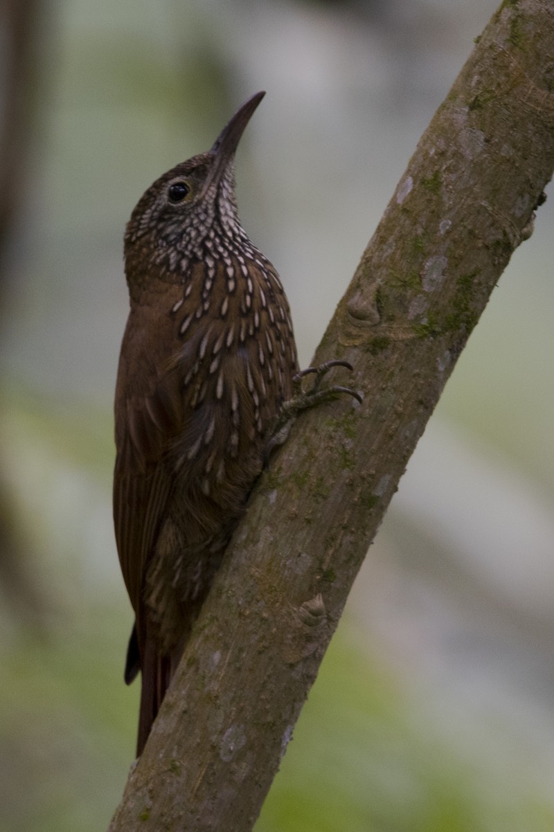 Montane Woodcreeper - ML36340791