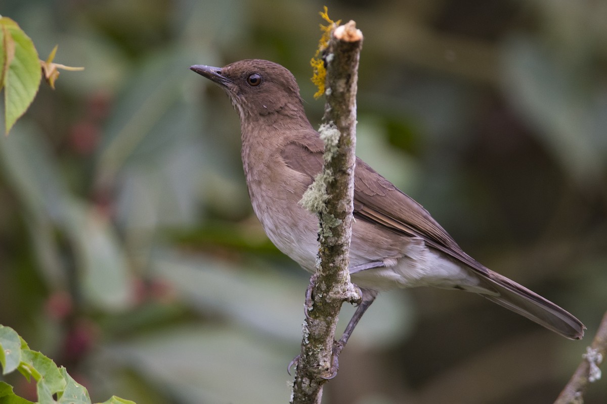 Zorzal Piquinegro - ML36340881