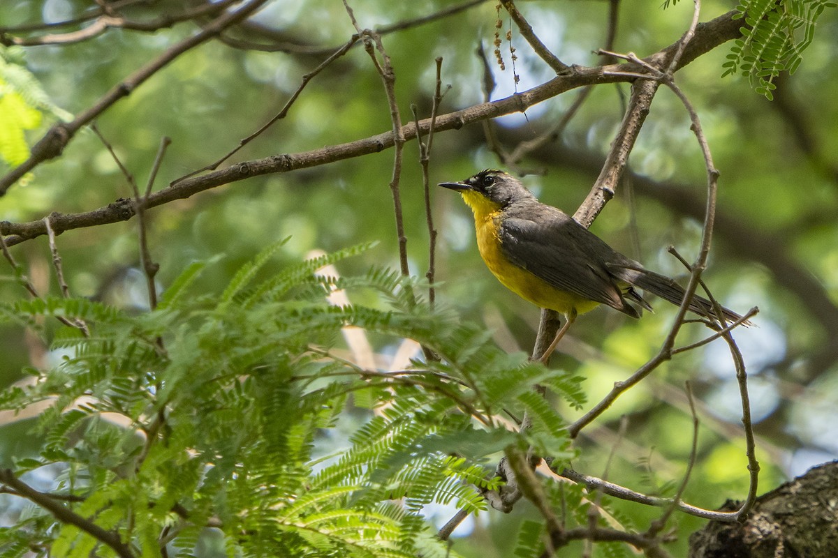 Fan-tailed Warbler - ML363410401