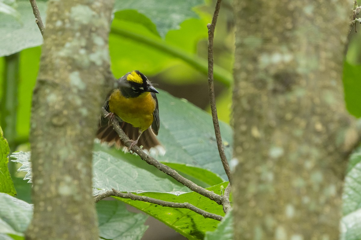 Fan-tailed Warbler - ML363410421