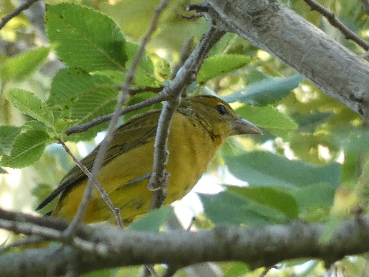 Summer Tanager - ML363410851