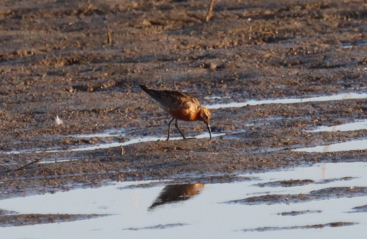 Curlew Sandpiper - ML363412031