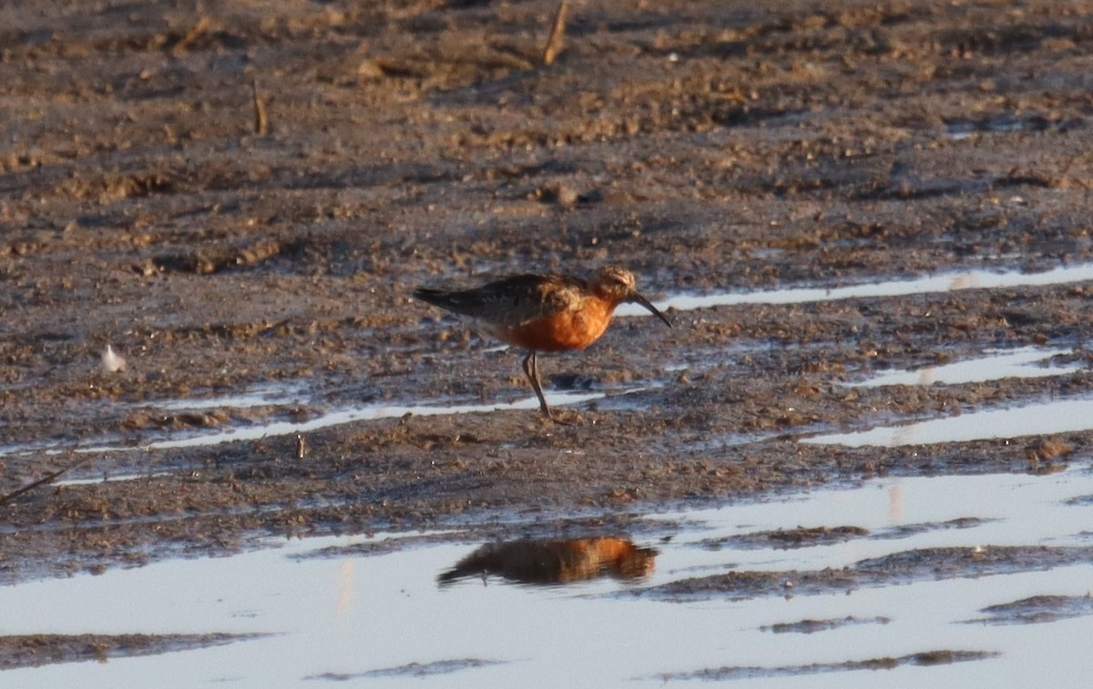 Curlew Sandpiper - ML363412041
