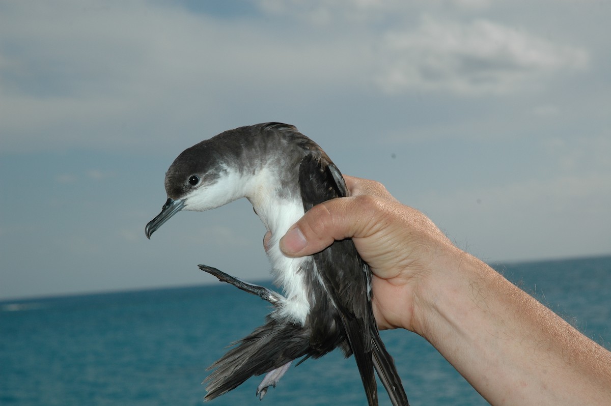 Audubon's Shearwater - ML36341301