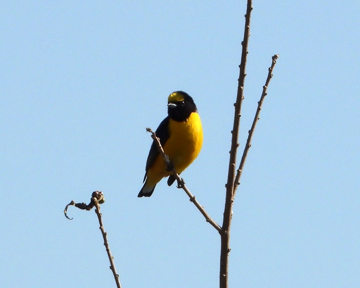 Purple-throated Euphonia - ML363413061
