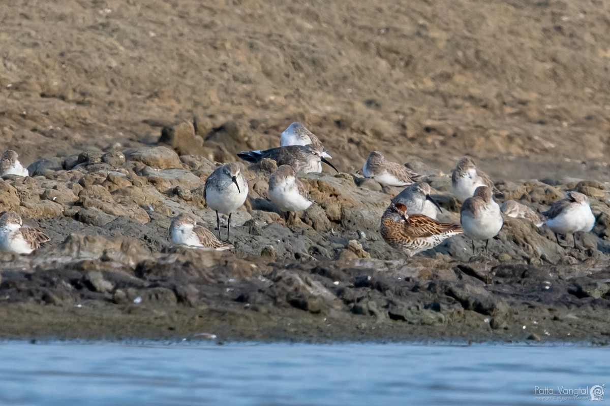 Sharp-tailed Sandpiper - ML363413231