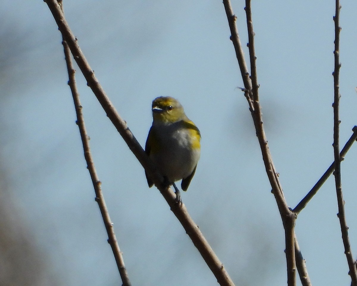 Purple-throated Euphonia - ML363413321