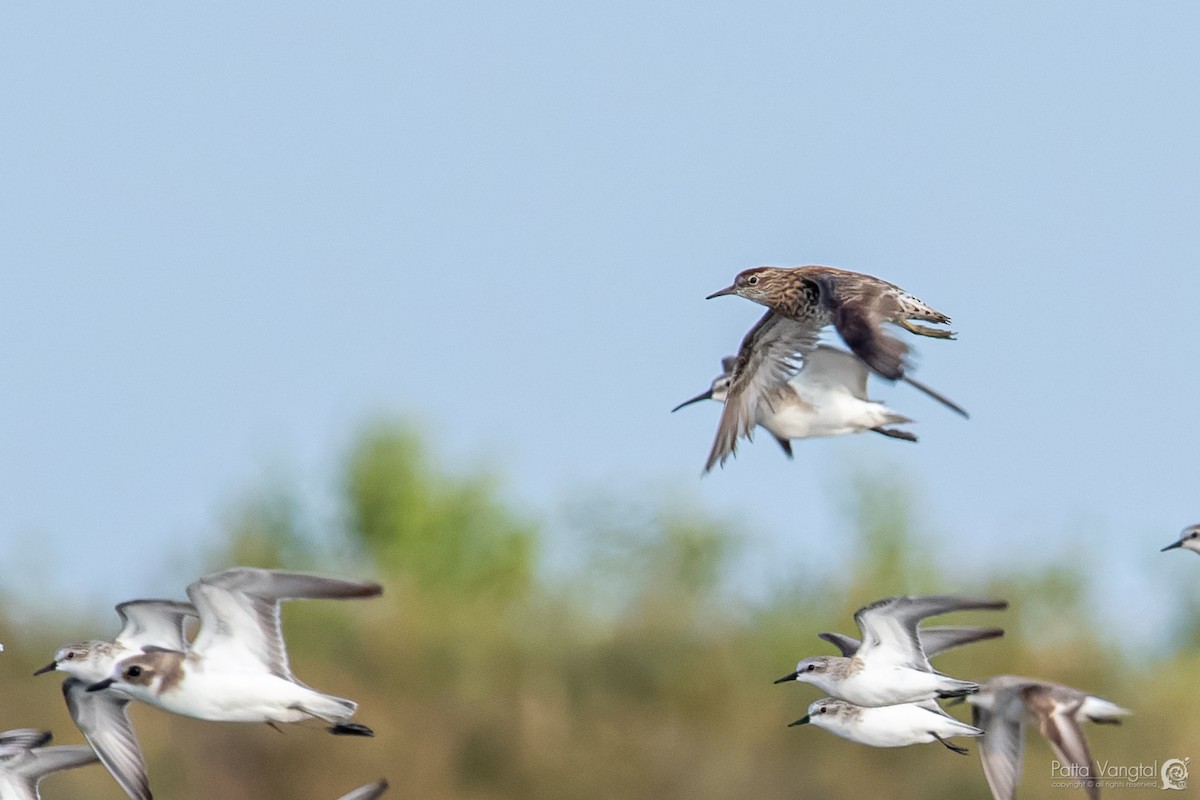 Sharp-tailed Sandpiper - ML363413411