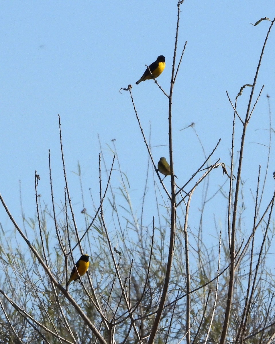 Purple-throated Euphonia - ML363414041