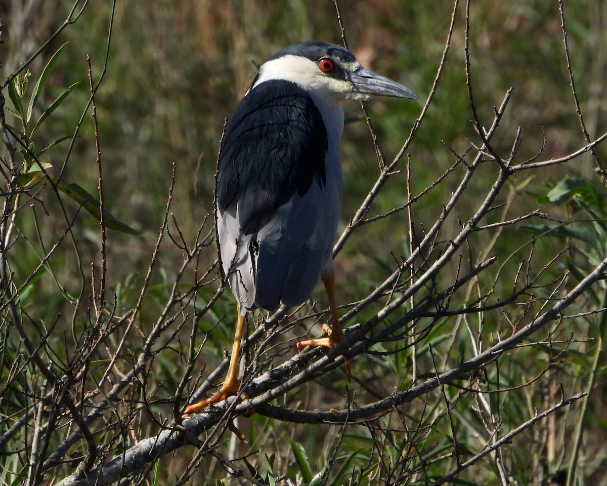 Black-crowned Night Heron - Laura González