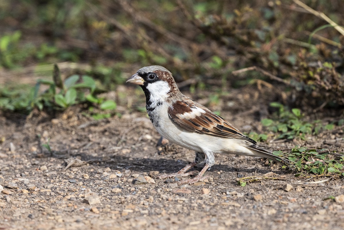 Moineau domestique - ML363415731