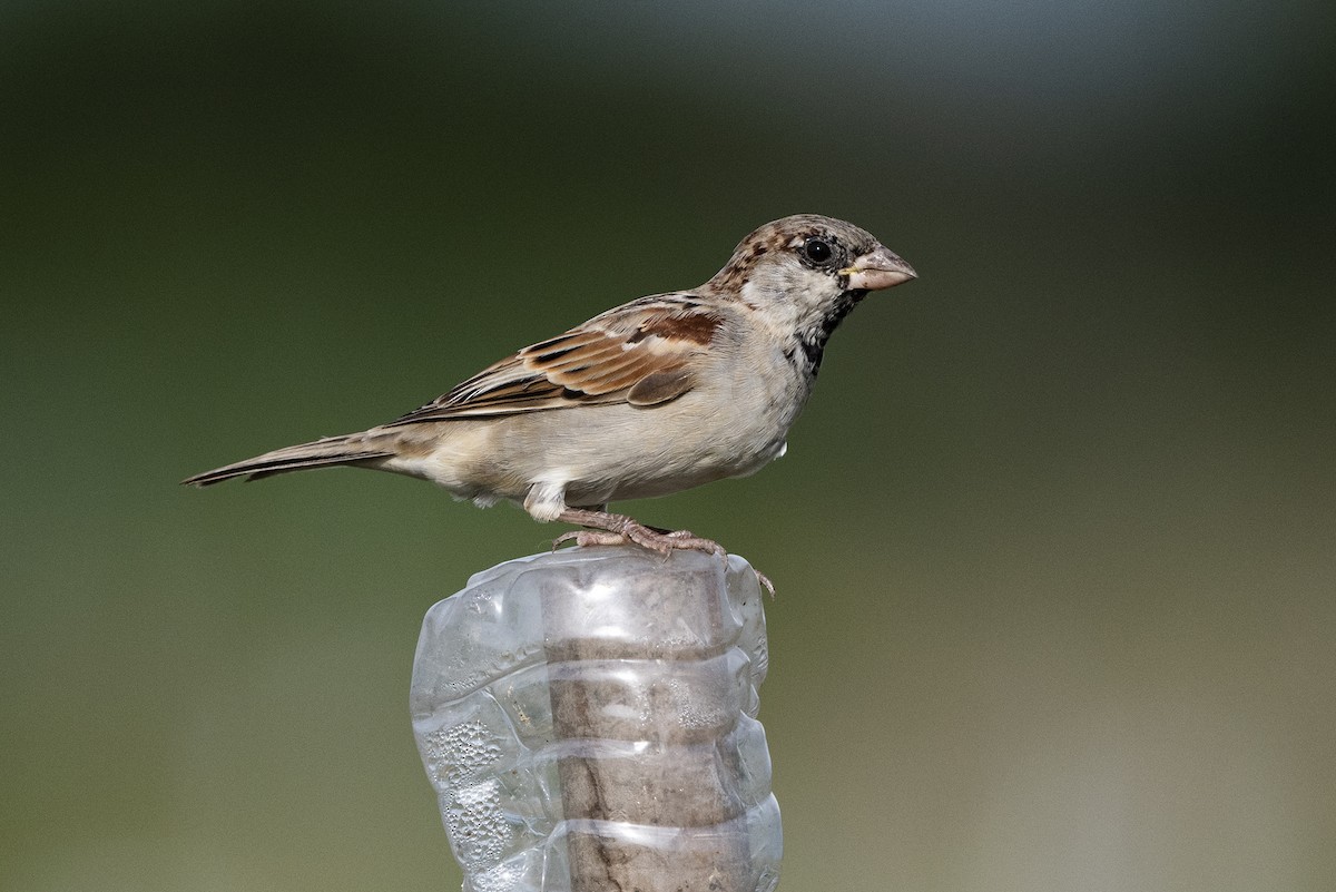 House Sparrow - Wachara  Sanguansombat
