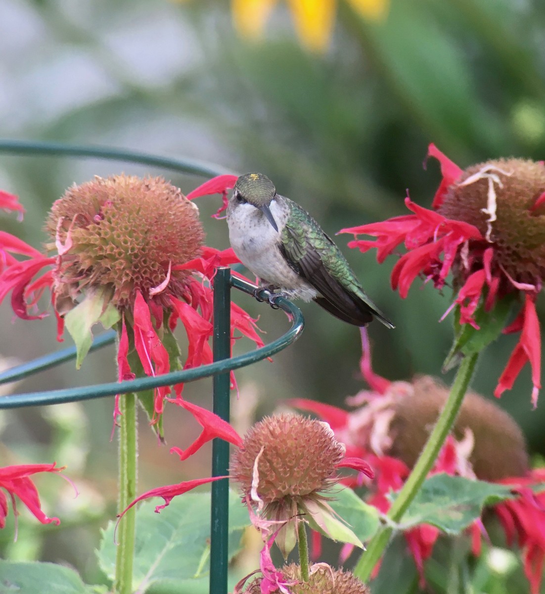 Ruby-throated Hummingbird - ML363416051