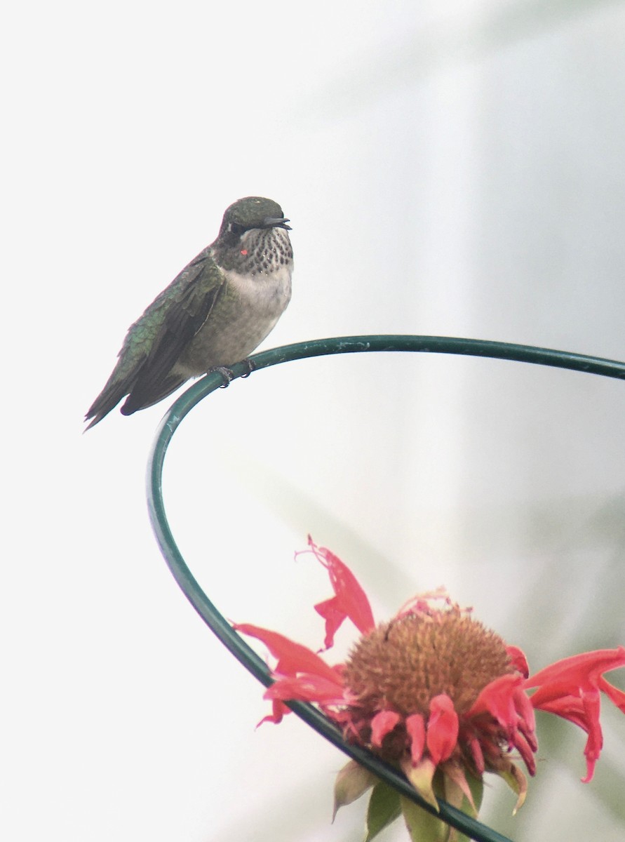 Ruby-throated Hummingbird - ML363416091