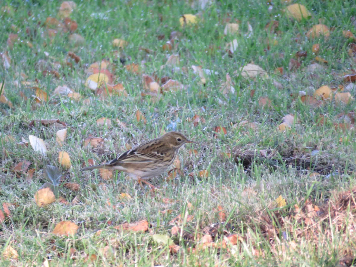 Meadow Pipit - Tina Tan