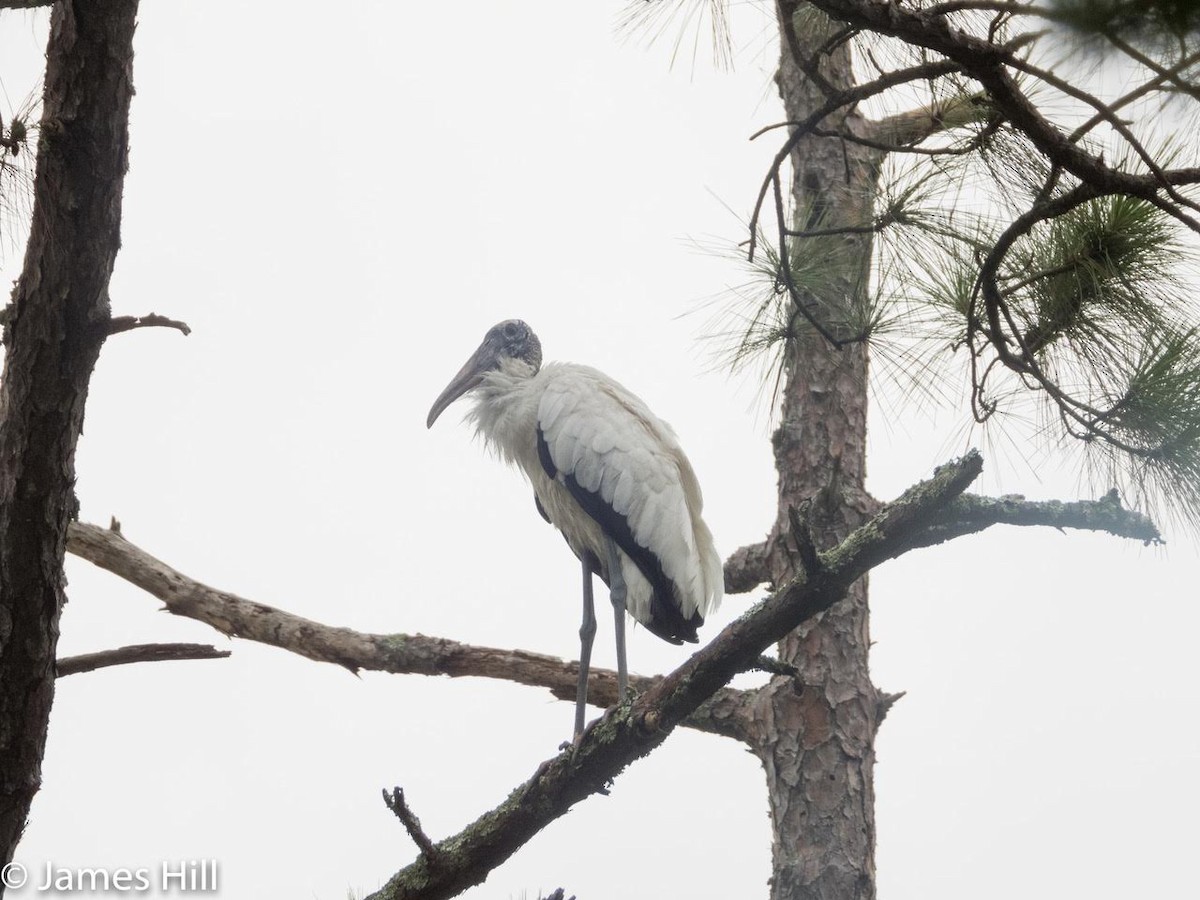 Wood Stork - James Hill