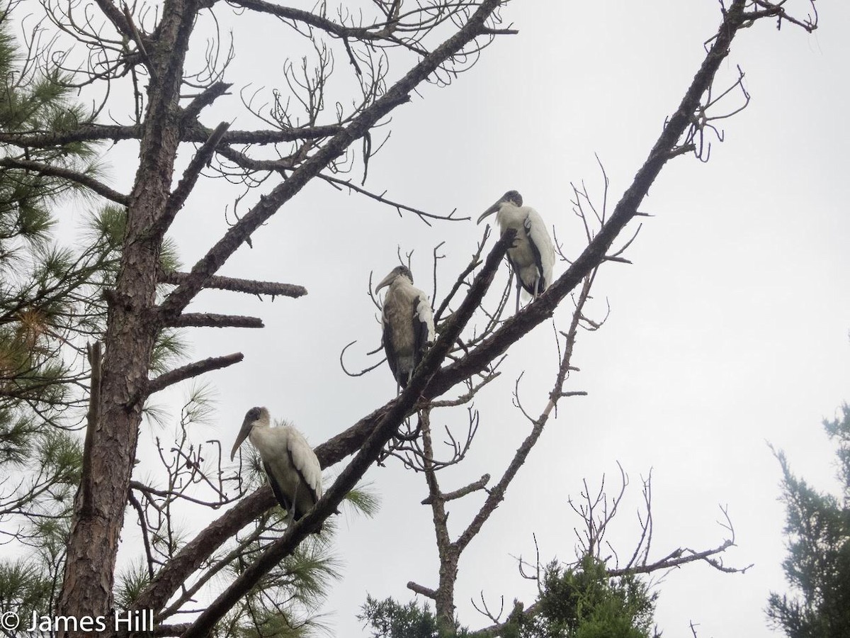 Wood Stork - ML363419921