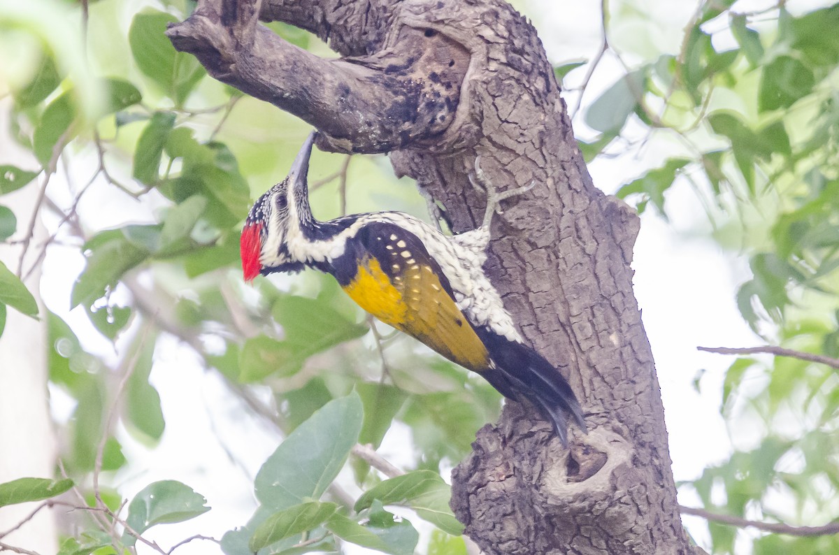 Black-rumped Flameback - ML363420051