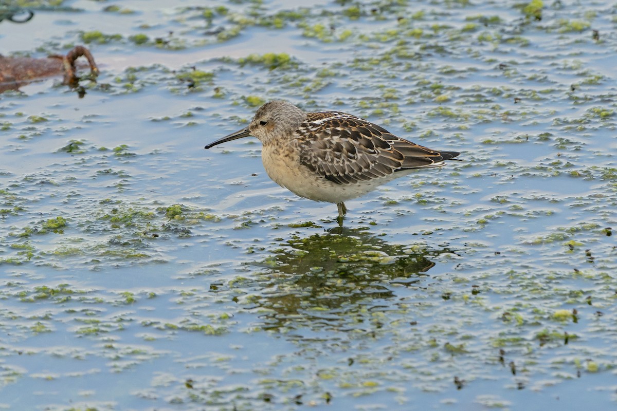 Stilt Sandpiper - ML363420091