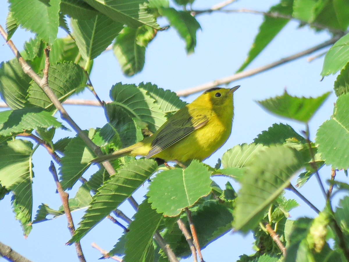 Wilson's Warbler - ML363420431