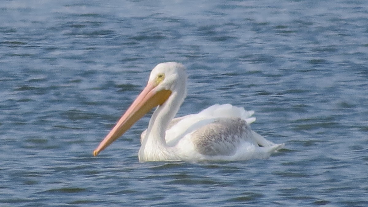 American White Pelican - ML363421291