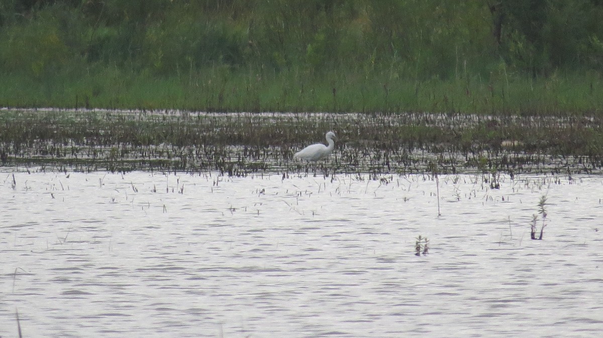 Little Blue Heron - ML363421401