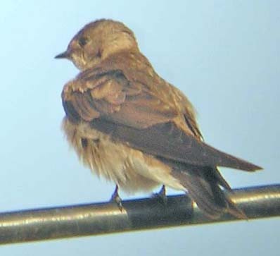 Northern Rough-winged Swallow - Don Roberson