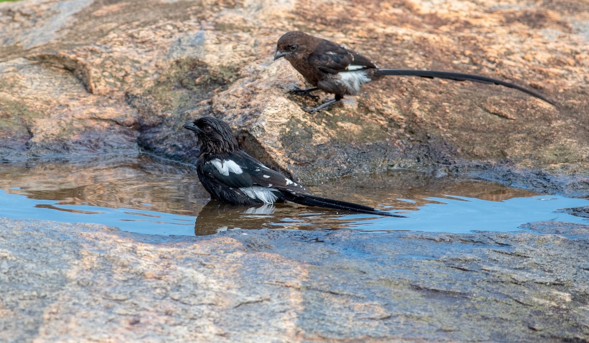 Magpie Shrike - ML363422791