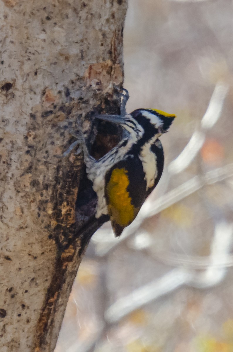 White-naped Woodpecker - ML363423251