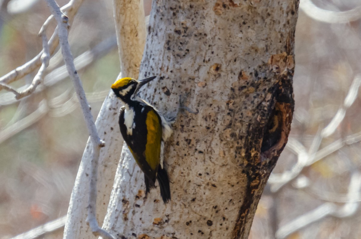 White-naped Woodpecker - ML363423271