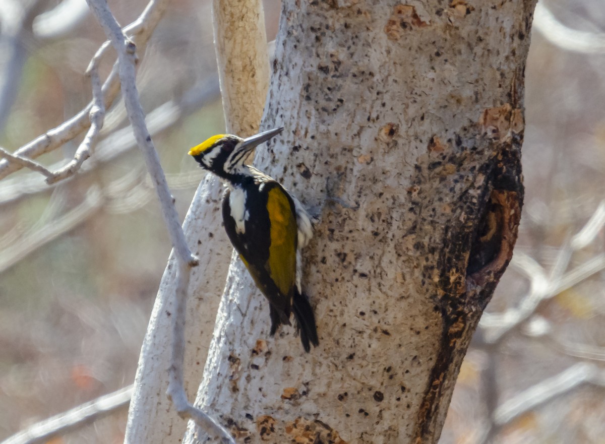 White-naped Woodpecker - ML363423291