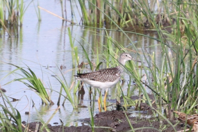 Greater Yellowlegs - ML363423301