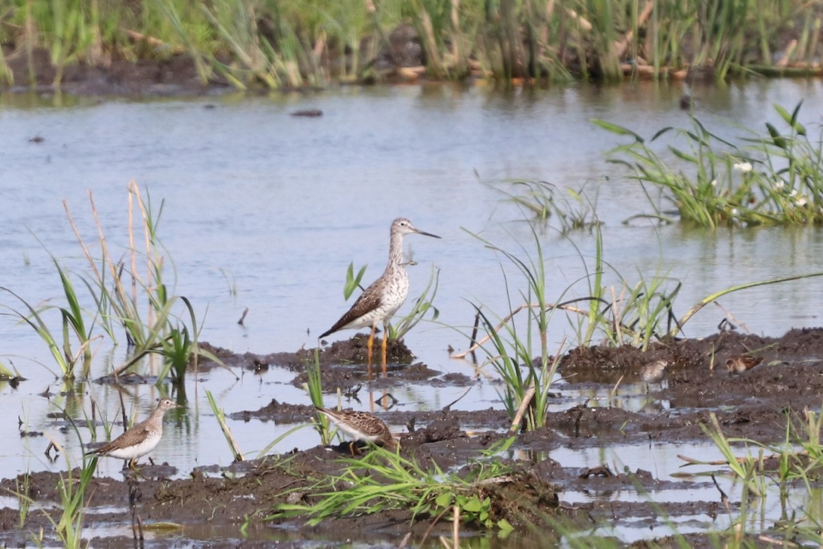 Greater Yellowlegs - ML363423311