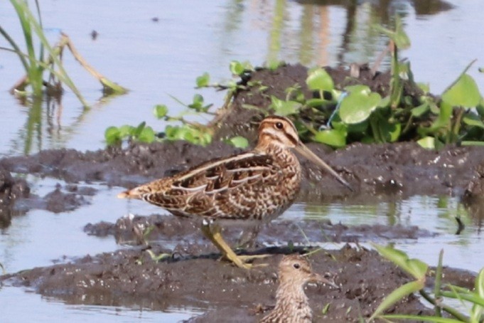 Wilson's Snipe - ML363423321