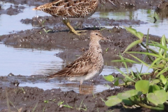 Bécasseau à poitrine cendrée - ML363423401